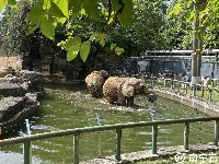 西瓜、冰棍、冰床、冰水浴……南寧動物園的動物們上演“花式避暑”