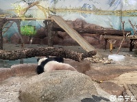 西瓜、冰棍、冰床、冰水浴……南寧動物園的動物們上演“花式避暑”