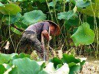 “藕”遇豐收季，賓陽縣武陵鎮(zhèn)近千畝荷塘開啟采收模式