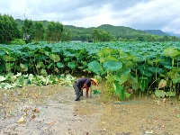 “藕”遇豐收季，賓陽縣武陵鎮(zhèn)近千畝荷塘開啟采收模式