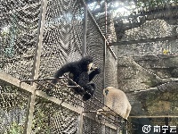 西瓜、冰棍、冰床、冰水浴……南寧動物園的動物們上演“花式避暑”