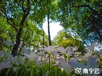 雨過天晴 這片花田散發(fā)著“初戀”的清香