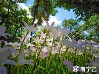 雨過天晴 這片花田散發(fā)著“初戀”的清香