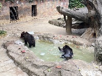 西瓜、冰棍、冰床、冰水浴……南寧動物園的動物們上演“花式避暑”