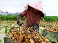 “藕”遇豐收季，賓陽縣武陵鎮(zhèn)近千畝荷塘開啟采收模式