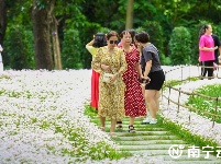 雨過天晴 這片花田散發(fā)著“初戀”的清香