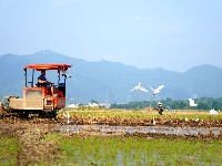 賓陽縣：白鷺翩翩伴農(nóng)耕 人鳥和諧生態(tài)美