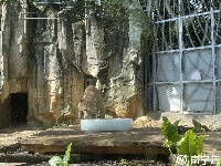 西瓜、冰棍、冰床、冰水浴……南寧動物園的動物們上演“花式避暑”