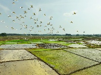 賓陽縣：白鷺翩翩伴農(nóng)耕 人鳥和諧生態(tài)美