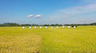 武鳴區(qū)陸斡鎮(zhèn)的忠黨香米產(chǎn)業(yè)示范區(qū)迎來了豐收