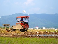 賓陽縣：白鷺翩翩伴農(nóng)耕 人鳥和諧生態(tài)美