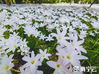 雨過天晴 這片花田散發(fā)著“初戀”的清香