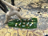 西瓜、冰棍、冰床、冰水浴……南寧動物園的動物們上演“花式避暑”