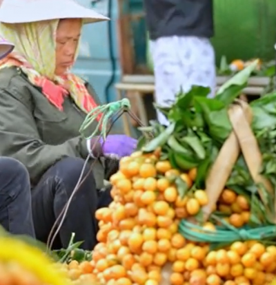 又見金果滿山坡！西鄉(xiāng)塘區(qū)雙定鎮(zhèn)的黃皮果上市啦！