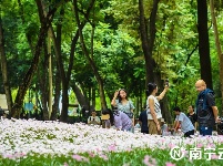 雨過天晴 這片花田散發(fā)著“初戀”的清香