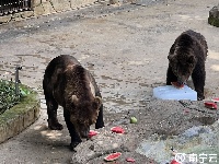 西瓜、冰棍、冰床、冰水浴……南寧動物園的動物們上演“花式避暑”