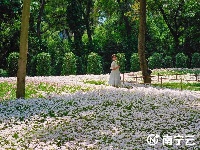 雨過天晴 這片花田散發(fā)著“初戀”的清香