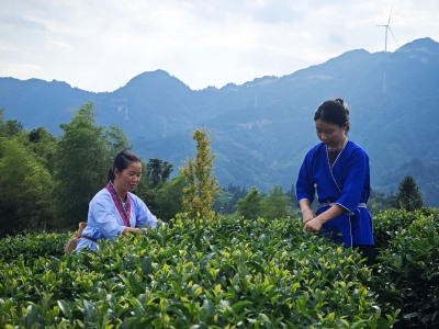 多彩民族有多彩|三江侗族自治縣布央村：茶葉旅游相融合 走出鄉(xiāng)村振興新模式