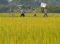 邕寧區(qū)：頂螄山田園風光區(qū)金稻醉人