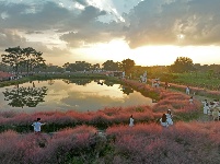 南寧園博園：游客沉醉“粉黛夢境”