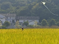 邕寧區(qū)：頂螄山田園風光區(qū)金稻醉人