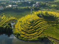 廣西南寧：山地梯田秋色美