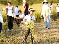 南寧市越秀路小學(xué)開展秋收實(shí)踐活動