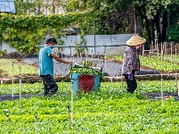 西鄉(xiāng)塘區(qū)：人勤地不閑 田間農(nóng)事忙