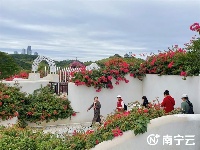 這片紅色花海太美了！南寧青秀山260畝葉子花進(jìn)入最佳觀賞期