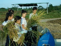 南寧市越秀路小學(xué)開展秋收實(shí)踐活動