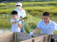 南寧市越秀路小學(xué)開展秋收實(shí)踐活動