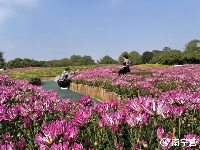 10萬余盆約150個品種！南寧青秀山第八屆菊花展精彩紛呈