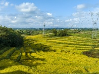 廣西南寧：山地梯田秋色美