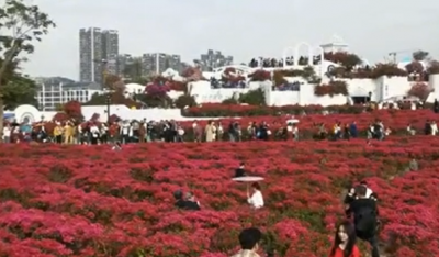 青秀山葉子花園大片三角梅盛開！快穿上美美的衣服去拍照