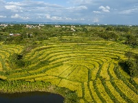 廣西南寧：山地梯田秋色美