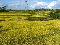 廣西南寧：山地梯田秋色美