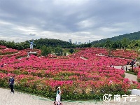 這片紅色花海太美了！南寧青秀山260畝葉子花進(jìn)入最佳觀賞期