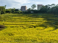 廣西南寧：山地梯田秋色美