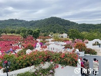 這片紅色花海太美了！南寧青秀山260畝葉子花進(jìn)入最佳觀賞期