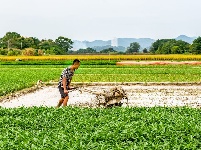 西鄉(xiāng)塘區(qū)：人勤地不閑 田間農(nóng)事忙