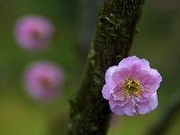 南寧園博園內(nèi)大片梅花凌寒綻放