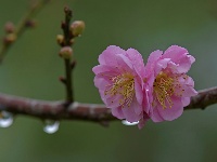 南寧園博園內(nèi)大片梅花凌寒綻放