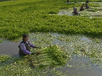 邕寧區(qū)：春來(lái)水芹采收忙