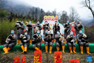 Giant panda cubs make group appearance at breeding bases in Sichuan