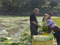 邕寧區(qū)：春來(lái)水芹采收忙