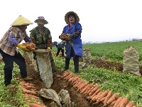 賓陽(yáng)縣：新春開啟胡蘿卜豐收模式