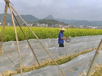 南寧：五塘田園披春裝