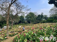  這個(gè)春天來(lái)南寧吧！一起去青秀山看浪漫花海