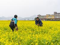 在賓陽縣古辣鎮(zhèn)，看成片油菜花海競相開放！