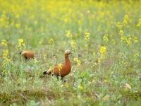 邕寧區(qū)：頂螄山油菜花開招客來